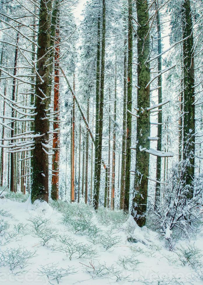 View of the forest in the winter season photo