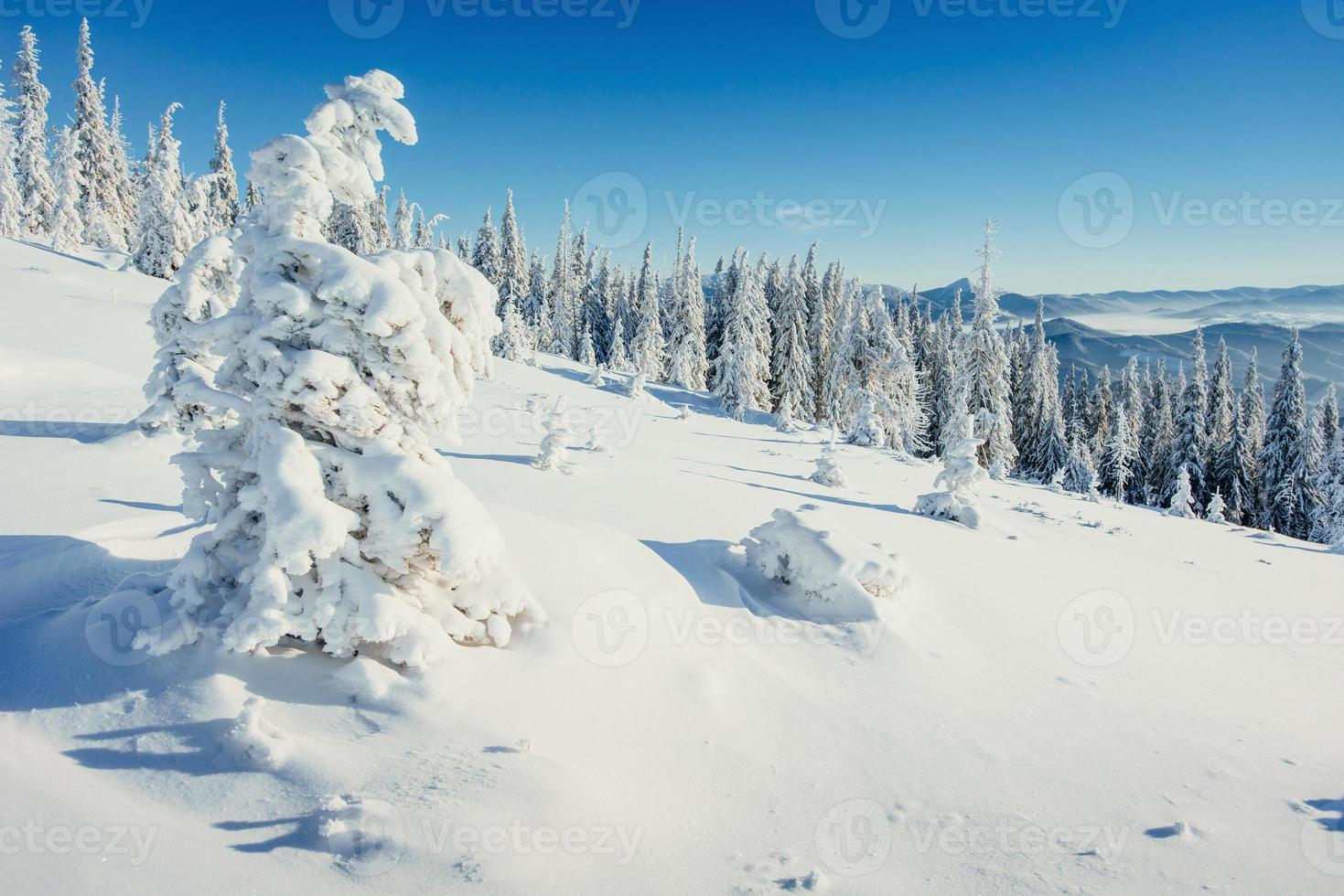 árbol de invierno en la nieve. foto