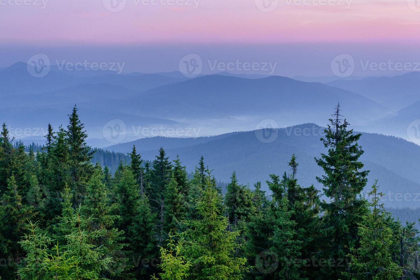 Pine tree forest photo