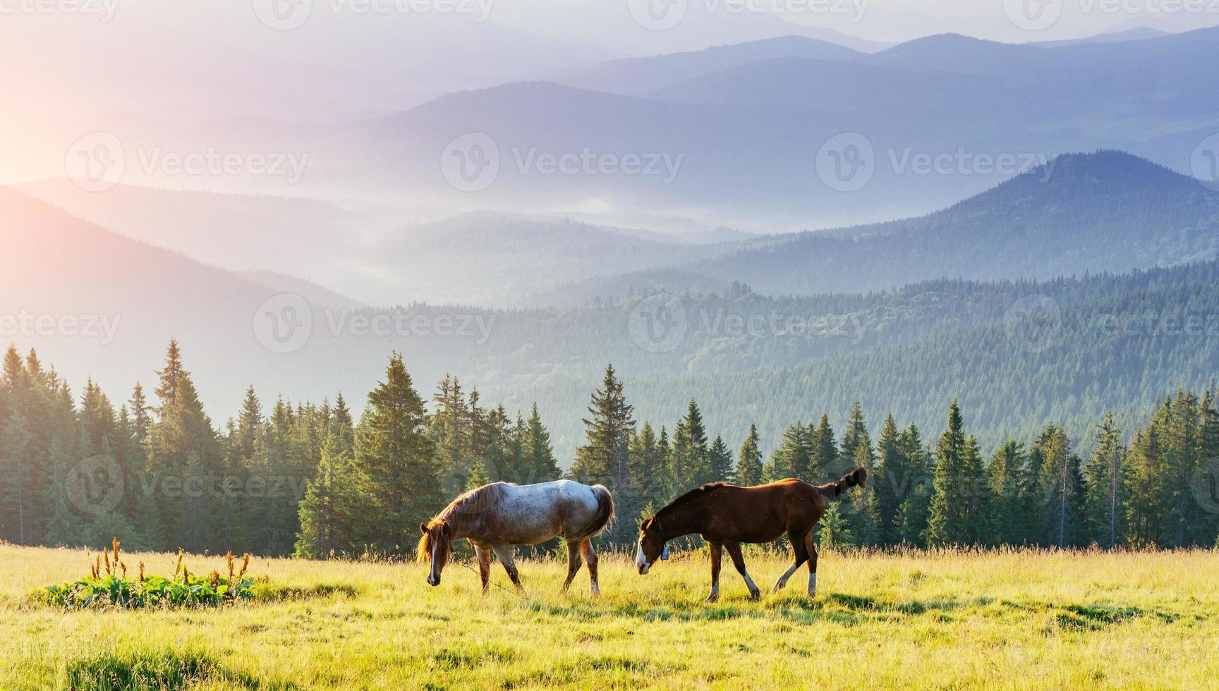 caballos en el prado en las montañas foto