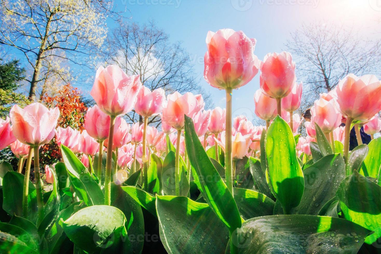 Group of pink tulips. Spring landscape. Sicily. Italy. Europe photo