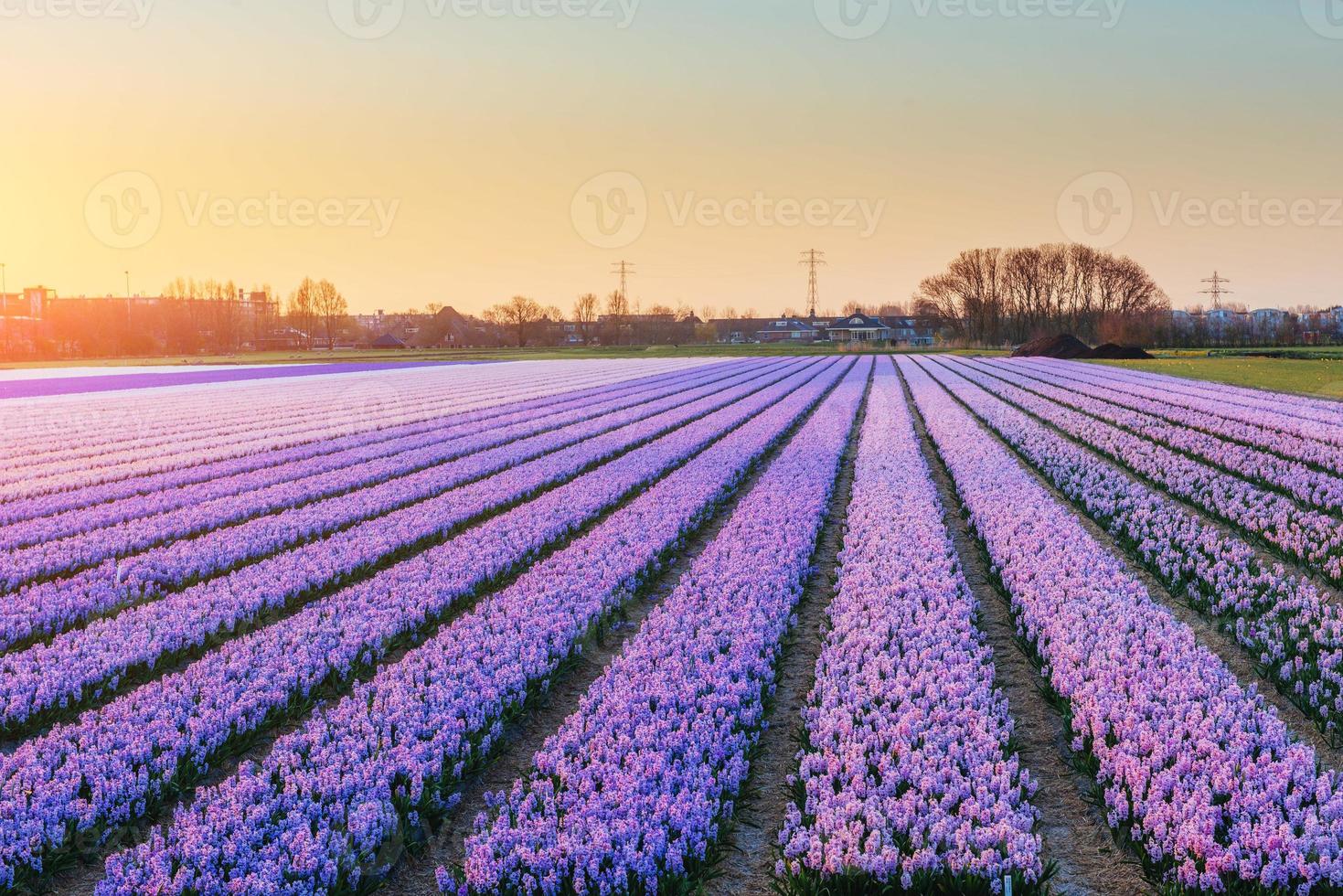 Sunset over fields of daffodils photo