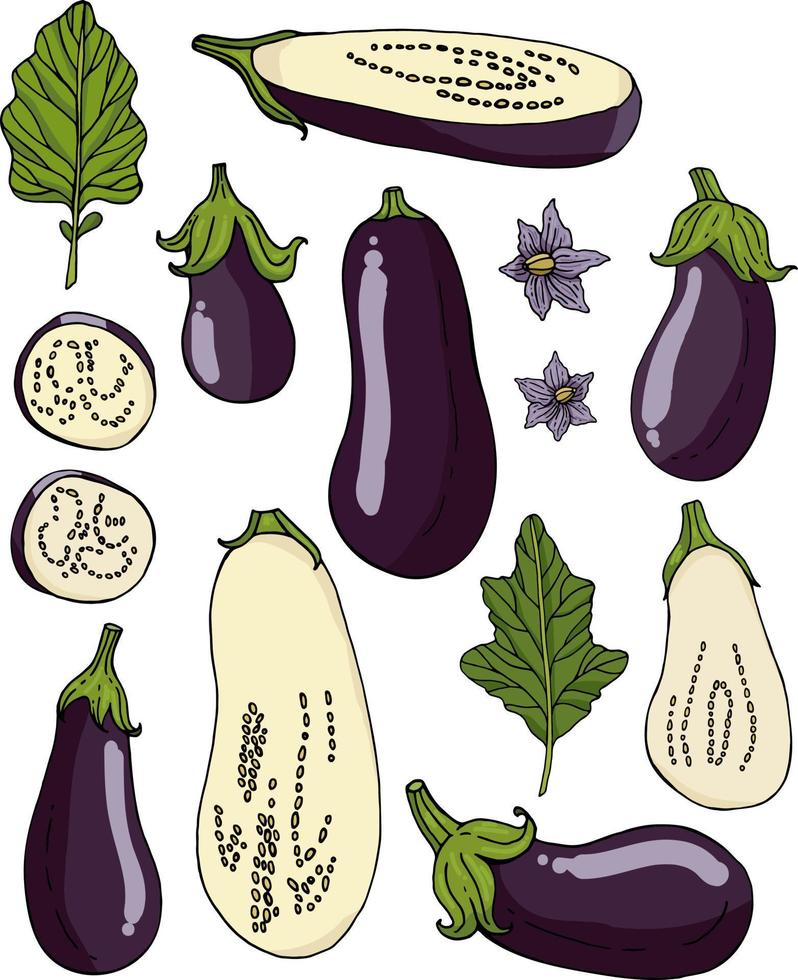 Set with eggplants on white background. Eggplants, eggplant slices, flowers and leaves isolated on white vector