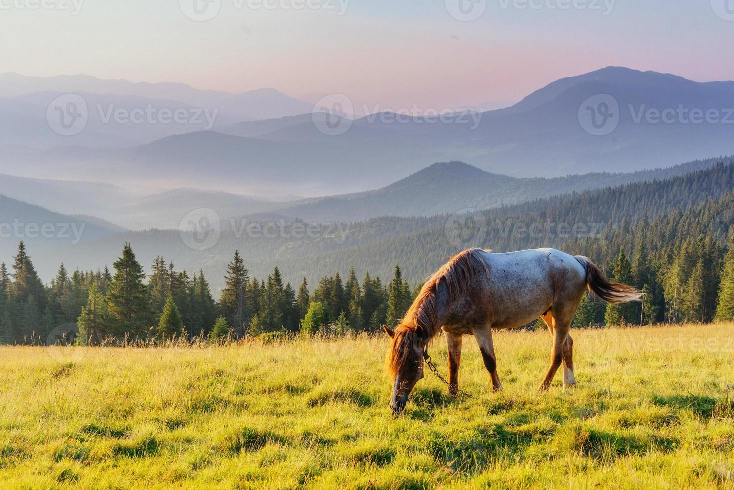 caballos en el prado en las montañas foto