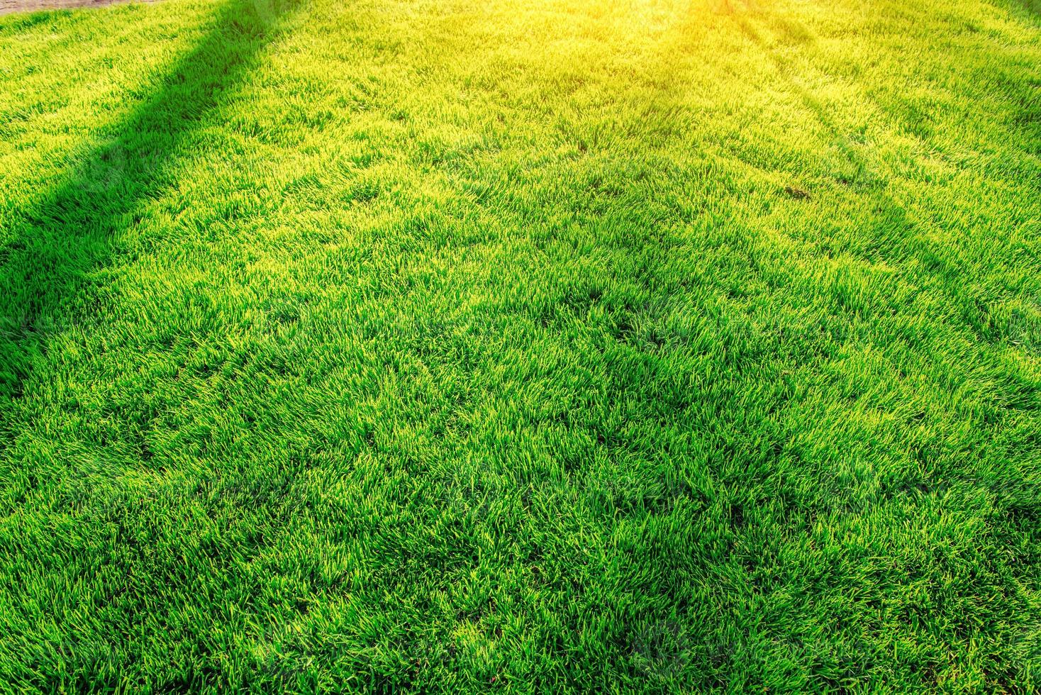 green grass. natural background texture photo