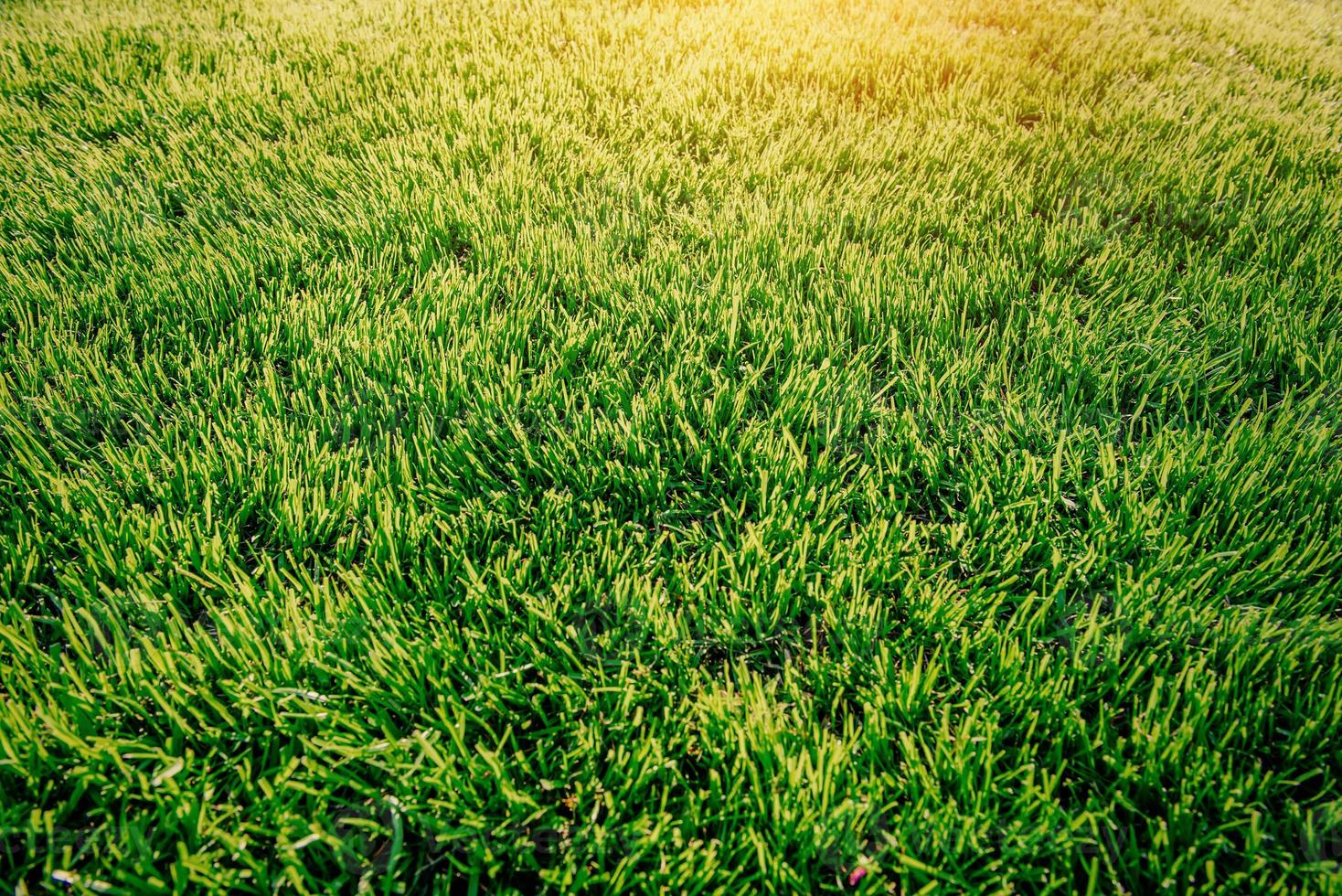 green grass. natural background texture. photo