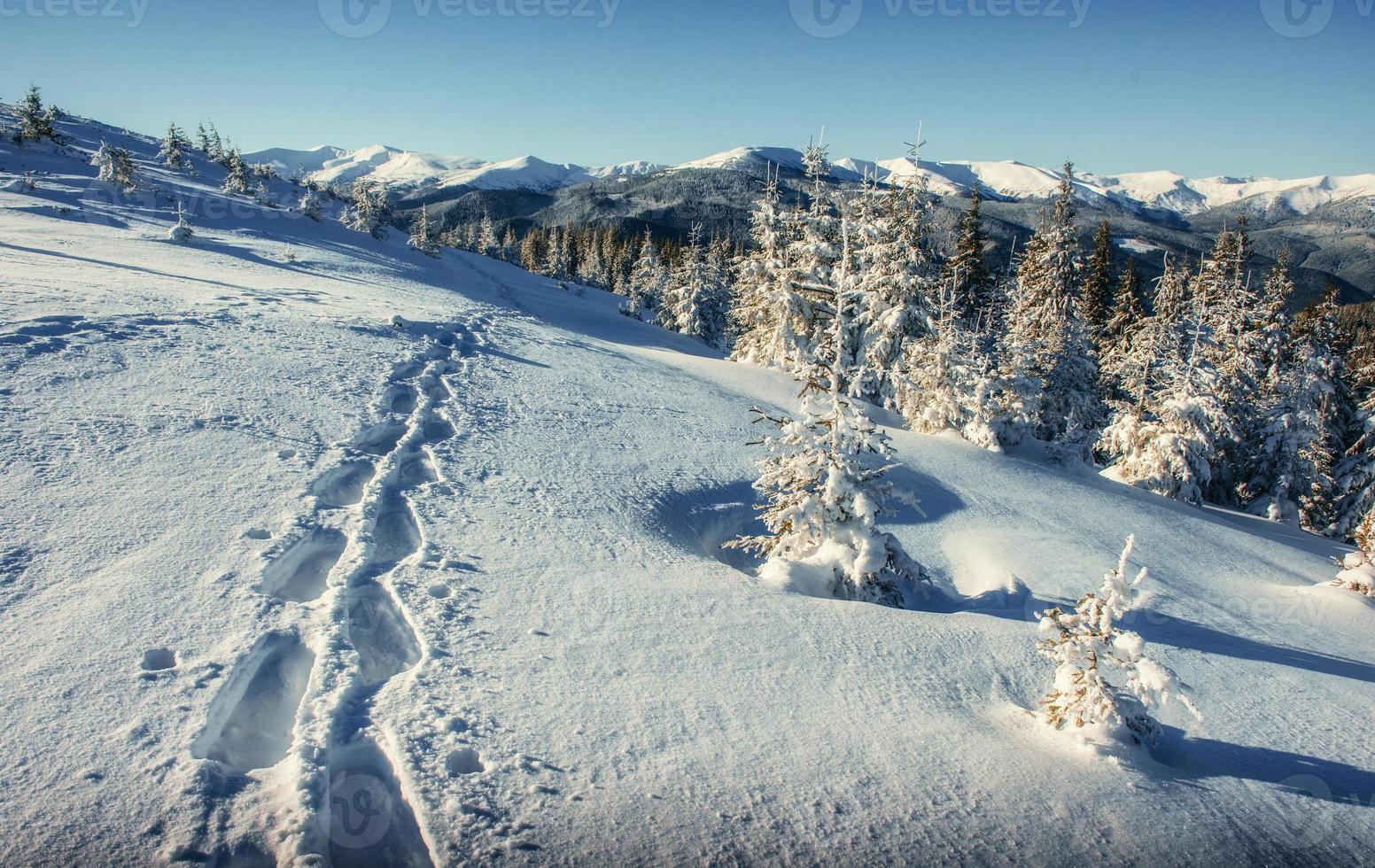 Fantastic winter landscape and trodden trails that lead into the photo