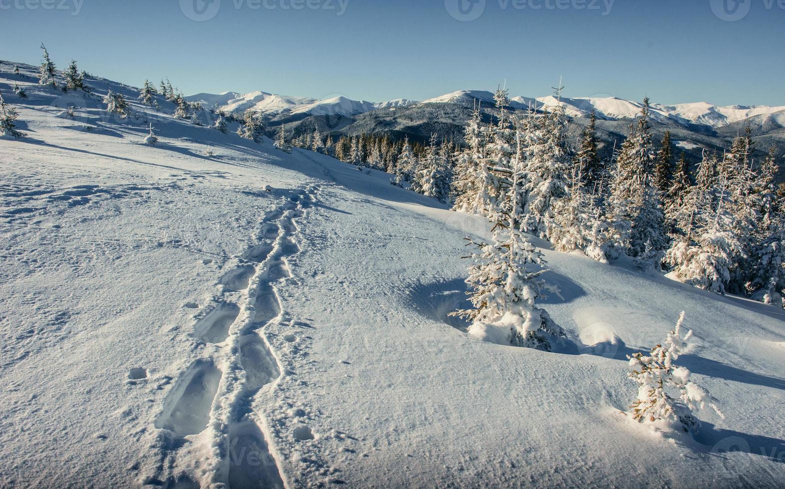 Fantastic winter landscape and trodden trails that lead into the photo