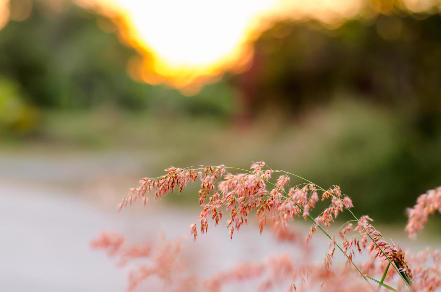 Red natal grass on sunlight in the evening. photo