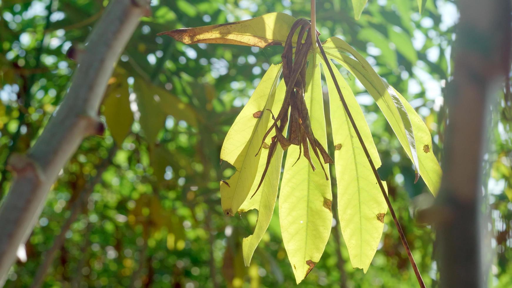 Cassava Vegetable Plant Vibrant Green Leaves. Close Up photo