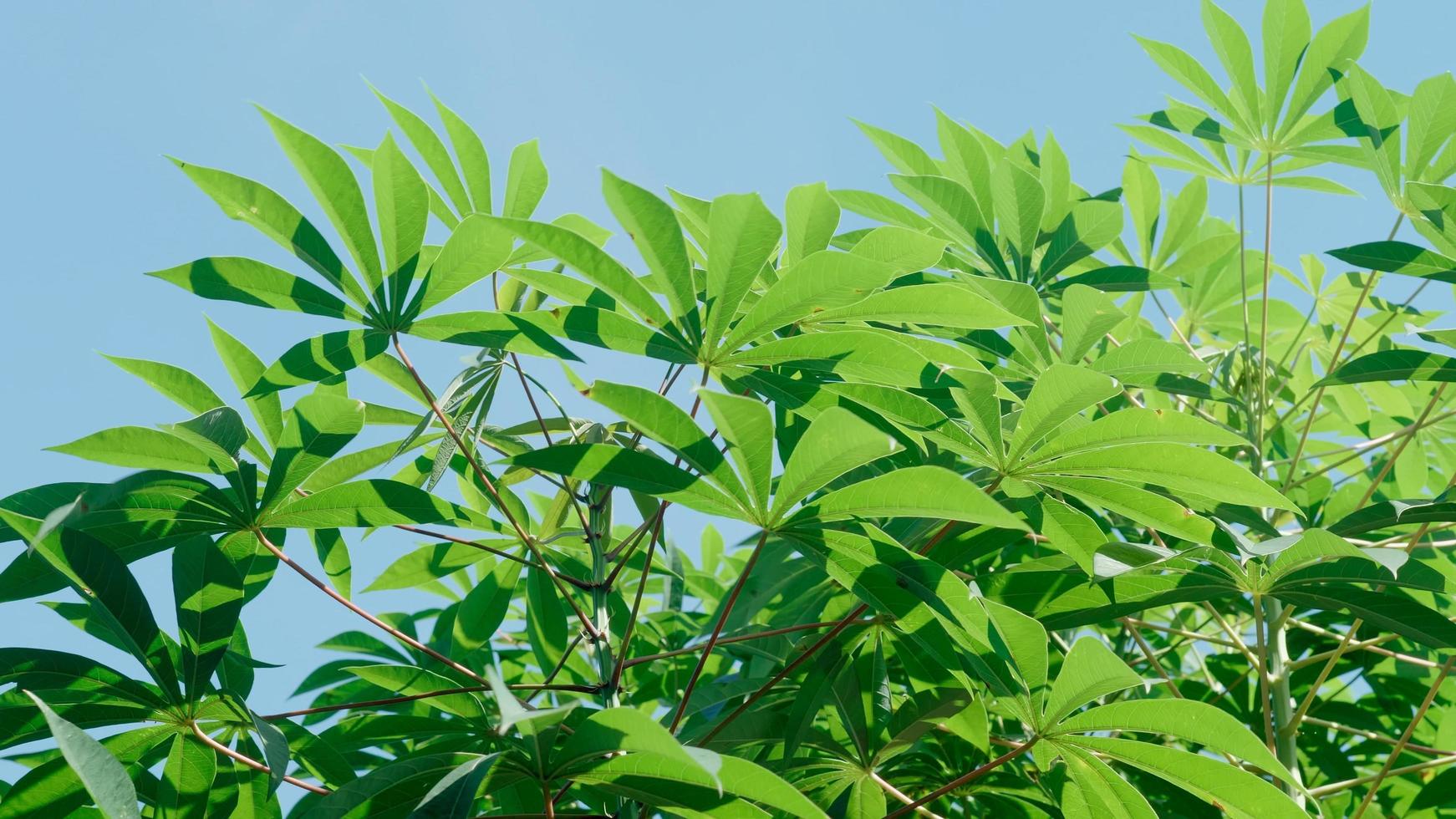 hojas verdes vibrantes de la planta vegetal de mandioca. de cerca foto