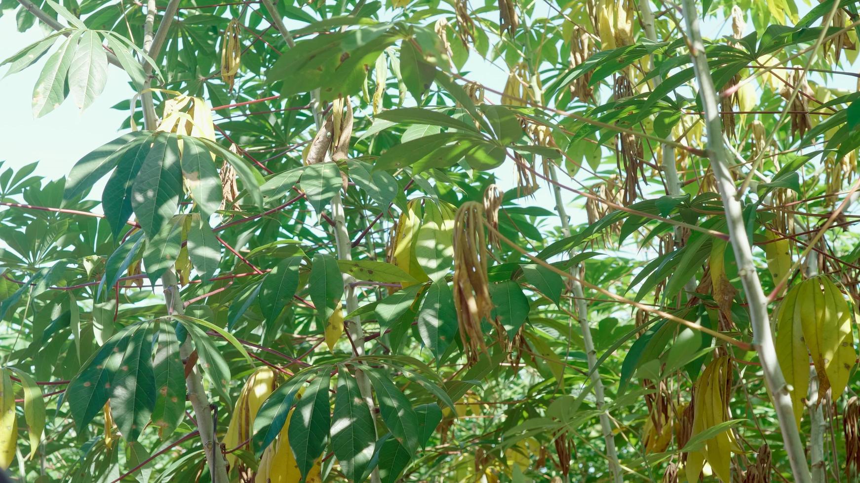 Cassava Vegetable Plant Vibrant Green Leaves. Close Up photo