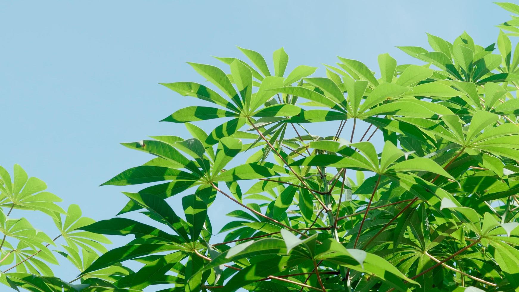 hojas verdes vibrantes de la planta vegetal de mandioca. de cerca foto