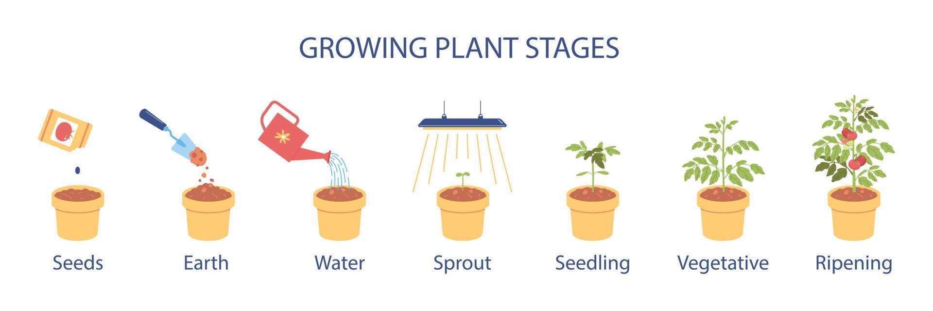 infografía de etapas de plantas en crecimiento vector