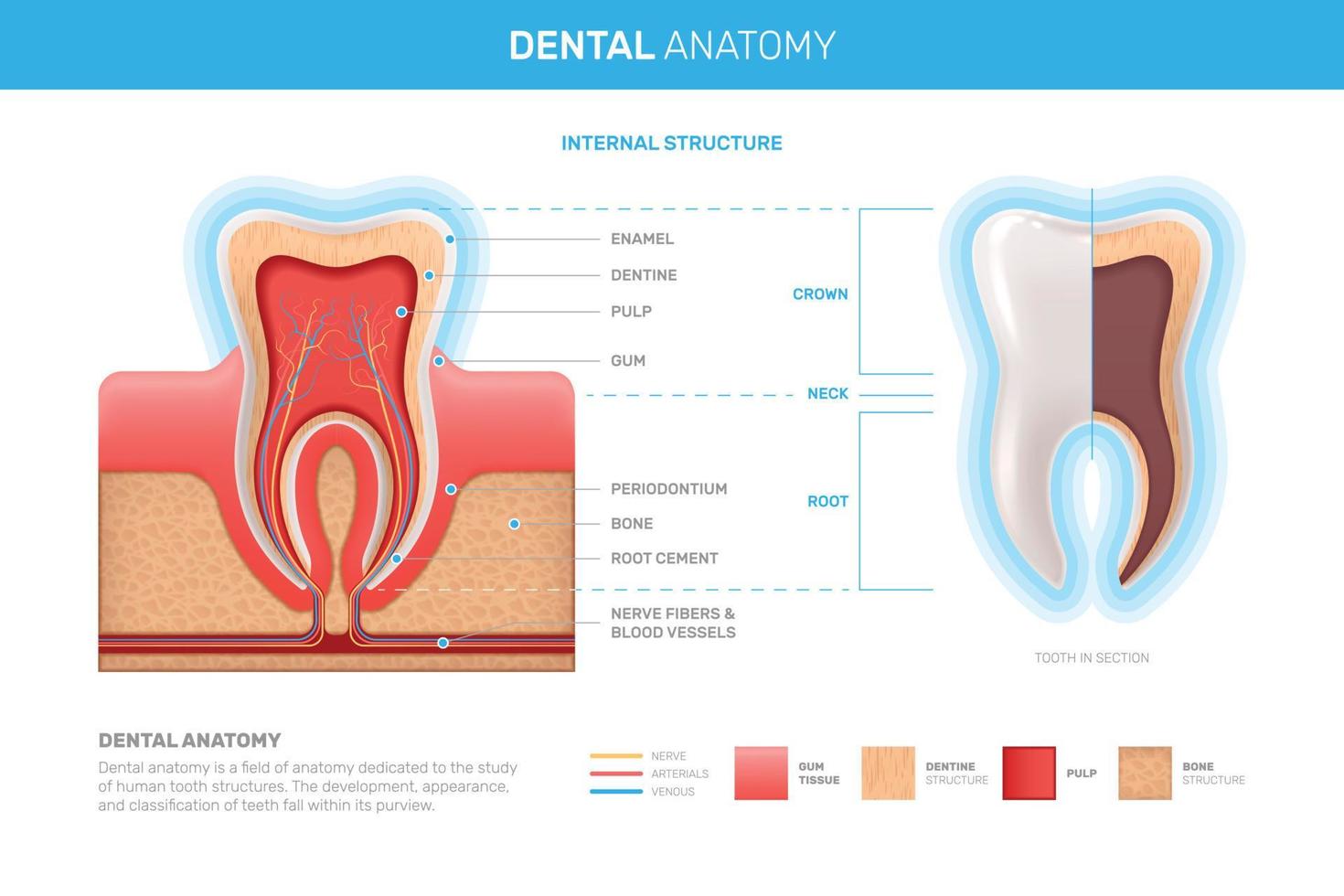 infografía realista de la anatomía del diente vector