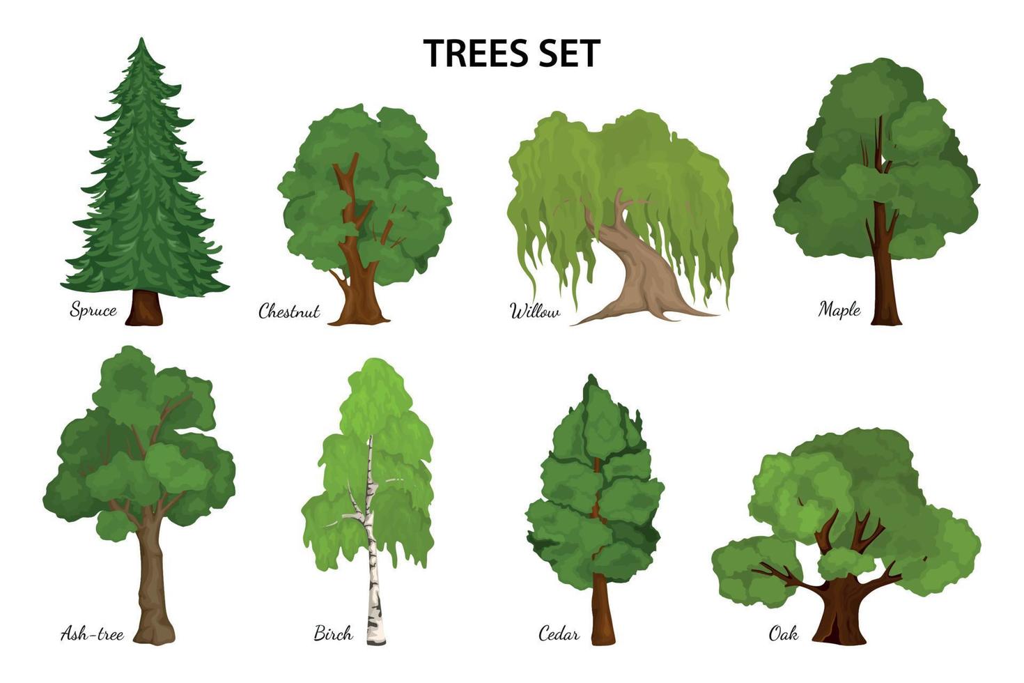 Tree Species Diagram Composition vector