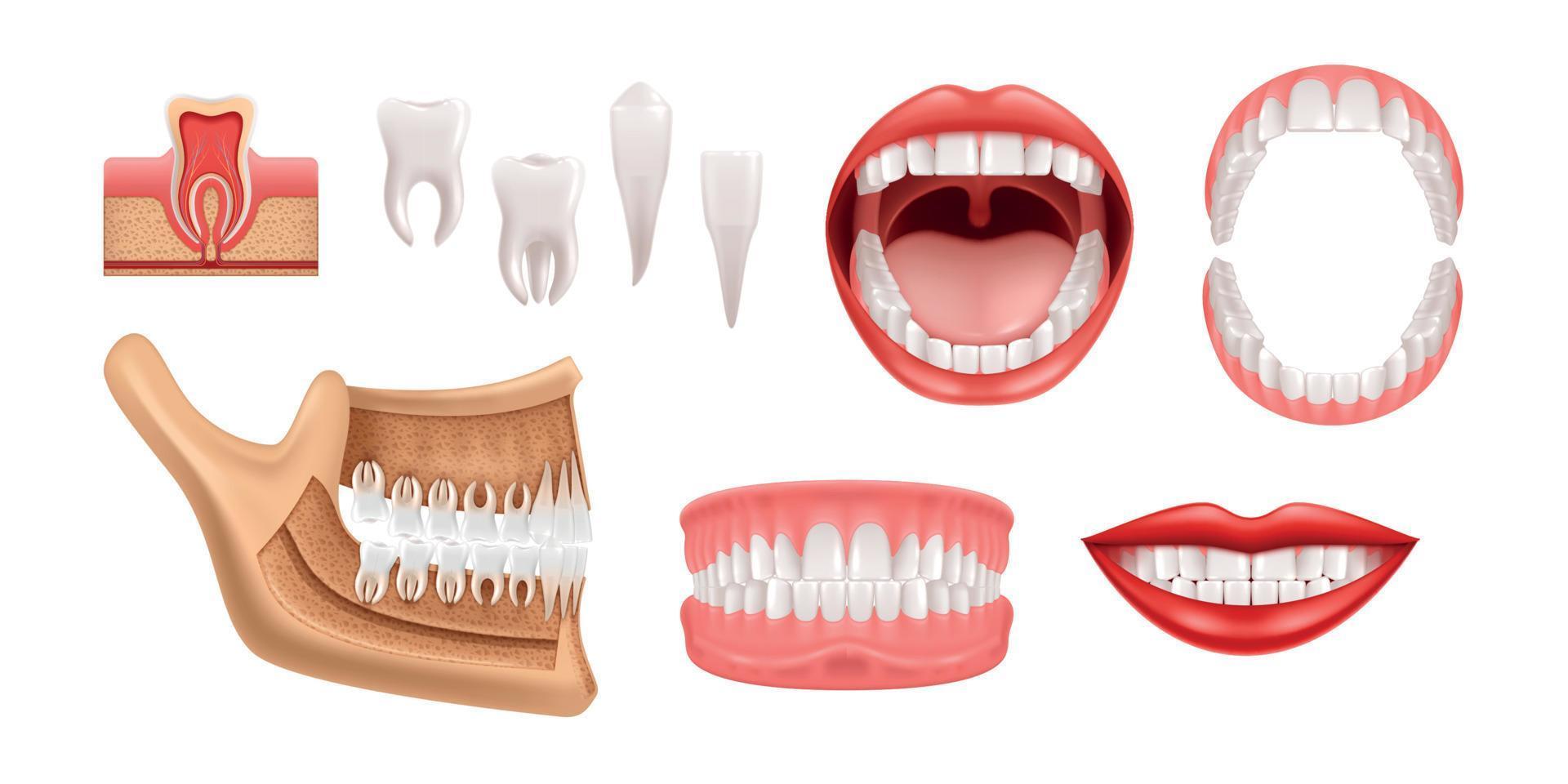 conjunto realista de dientes de mandíbulas vector