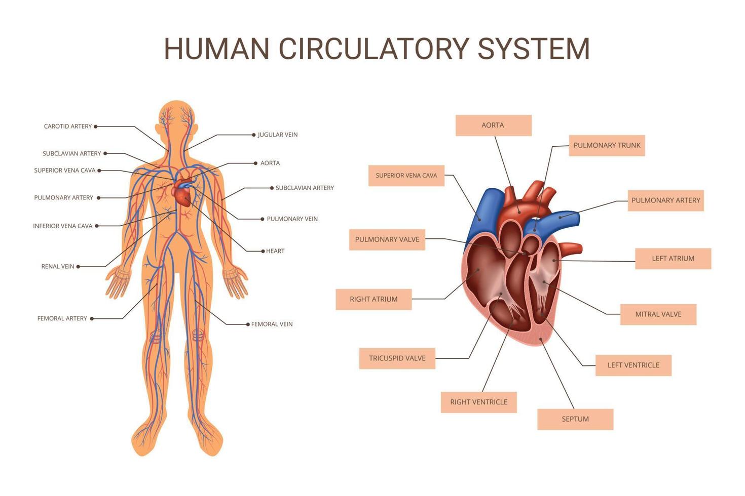 infografía coloreada de los sistemas de órganos del cuerpo humano vector