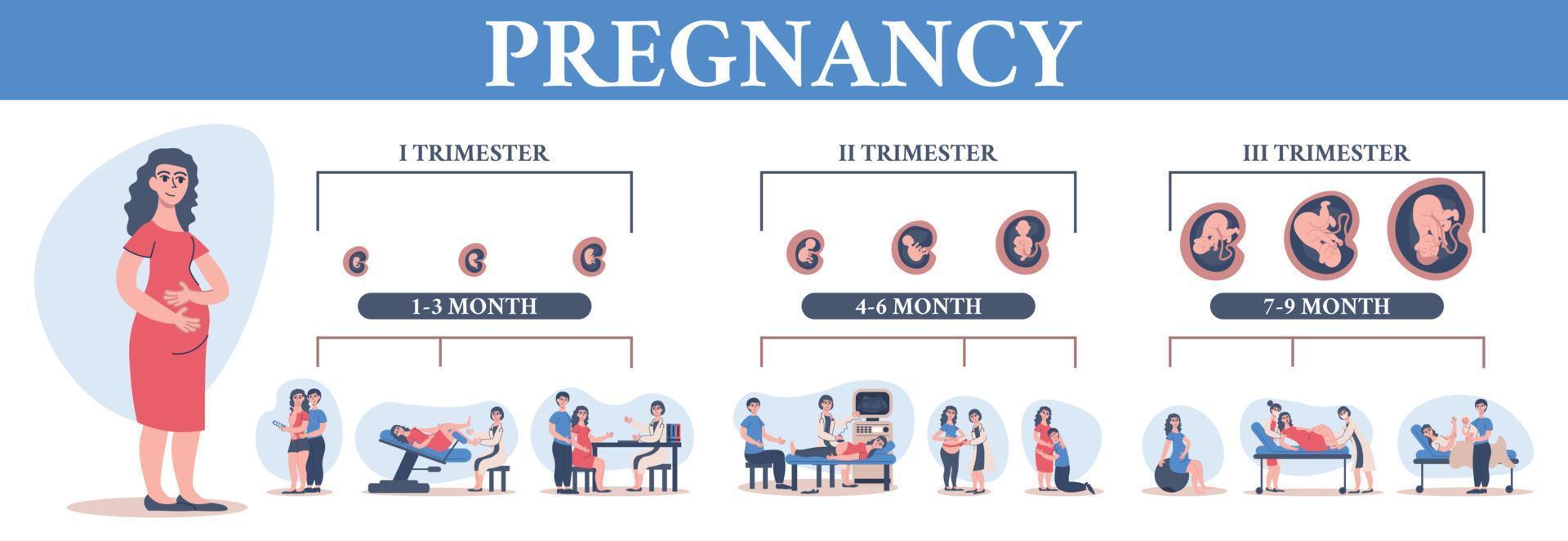 Timeline Of Pregnancy Composition vector