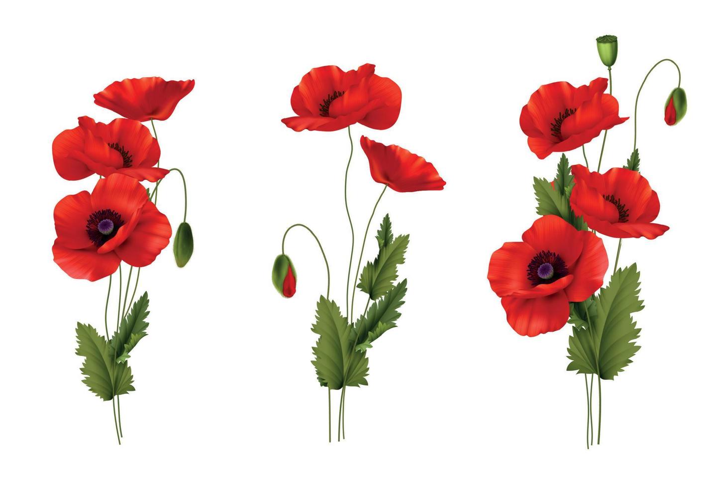 conjunto realista de ramo de flores de amapolas rojas vector