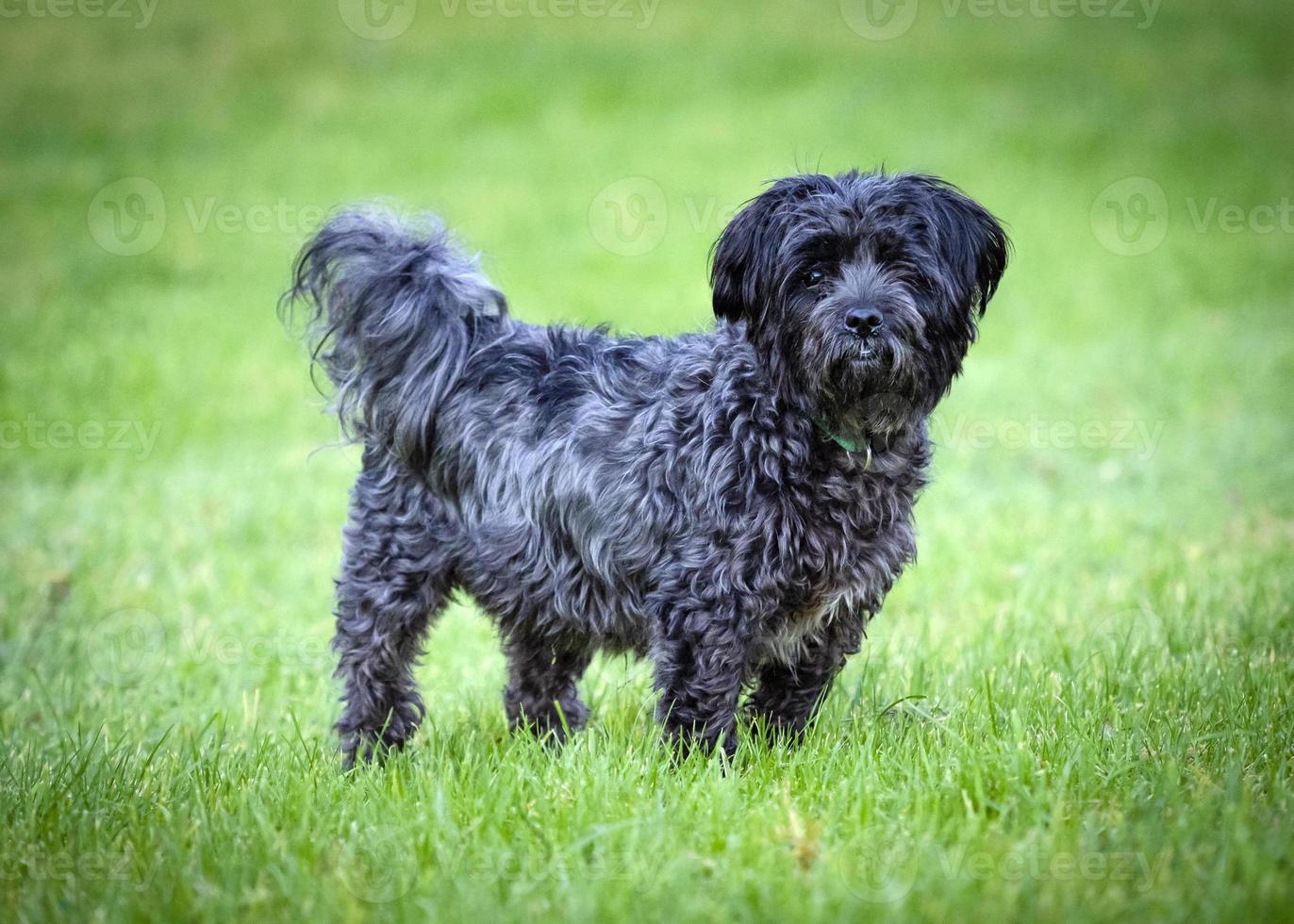 Cute small black haired dog who is a crossbreed of affenpinscher and bischon frise standing in a grassy field looking adorable photo