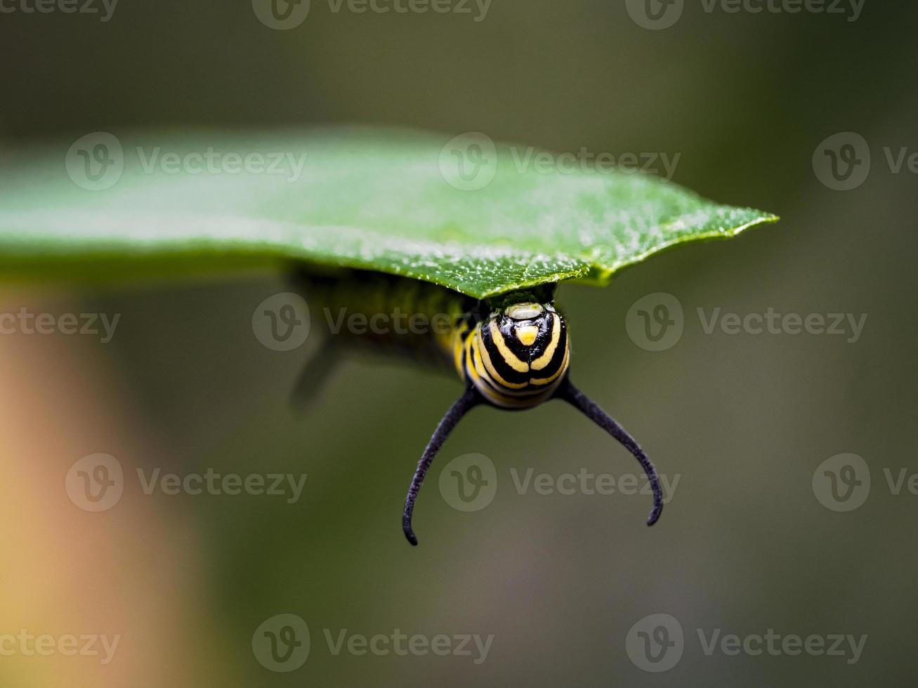 una larva monarca o una oruga comiendo una hoja de algodoncillo foto