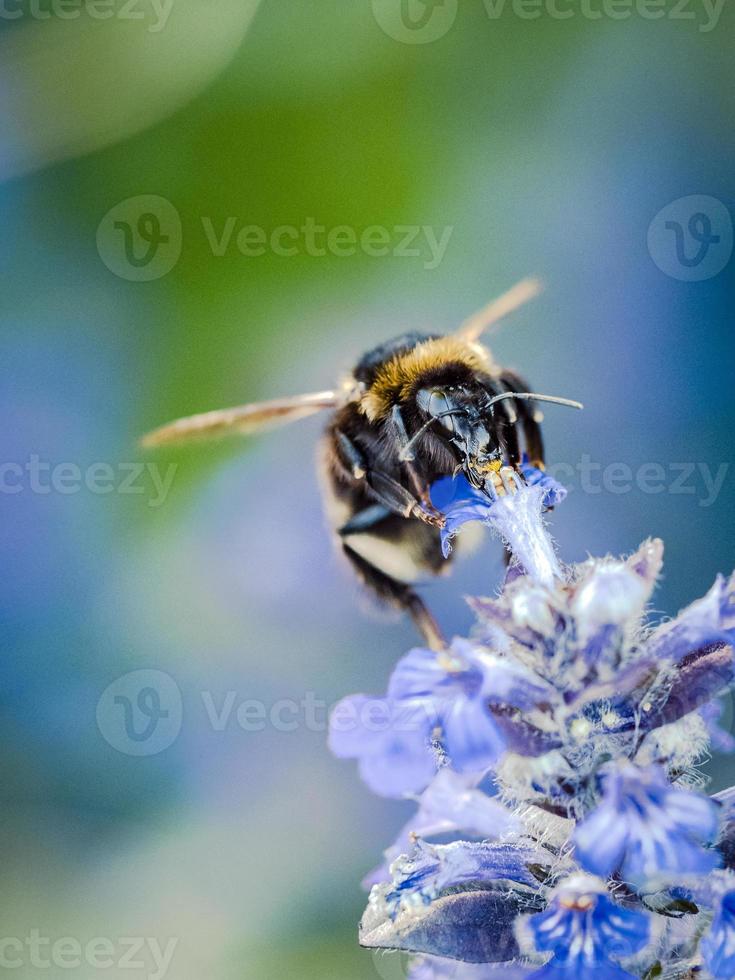 Hovering Bumble Bee Feeding on Spring Flower Pollen with Focus Close Up in Eye and Proboscis photo