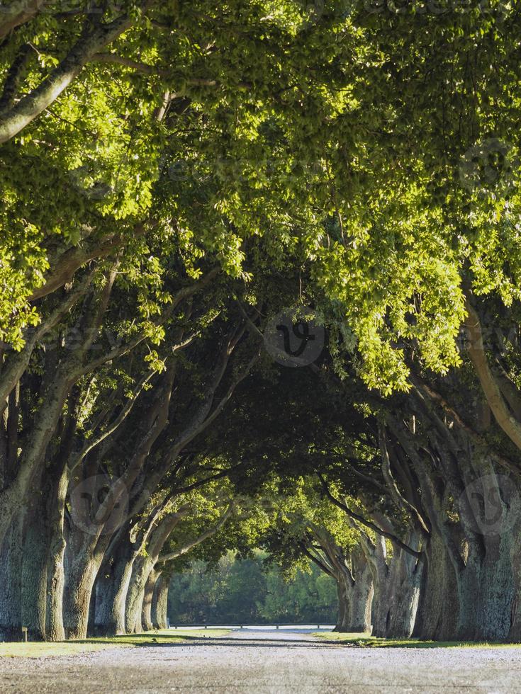 árboles simétricos en un camino con luz matutina y efecto túnel foto