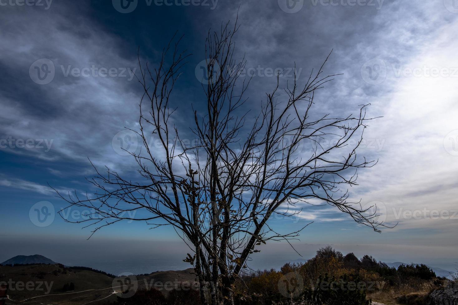 2021 10 30 Pieve bel Vicino trees 2 photo