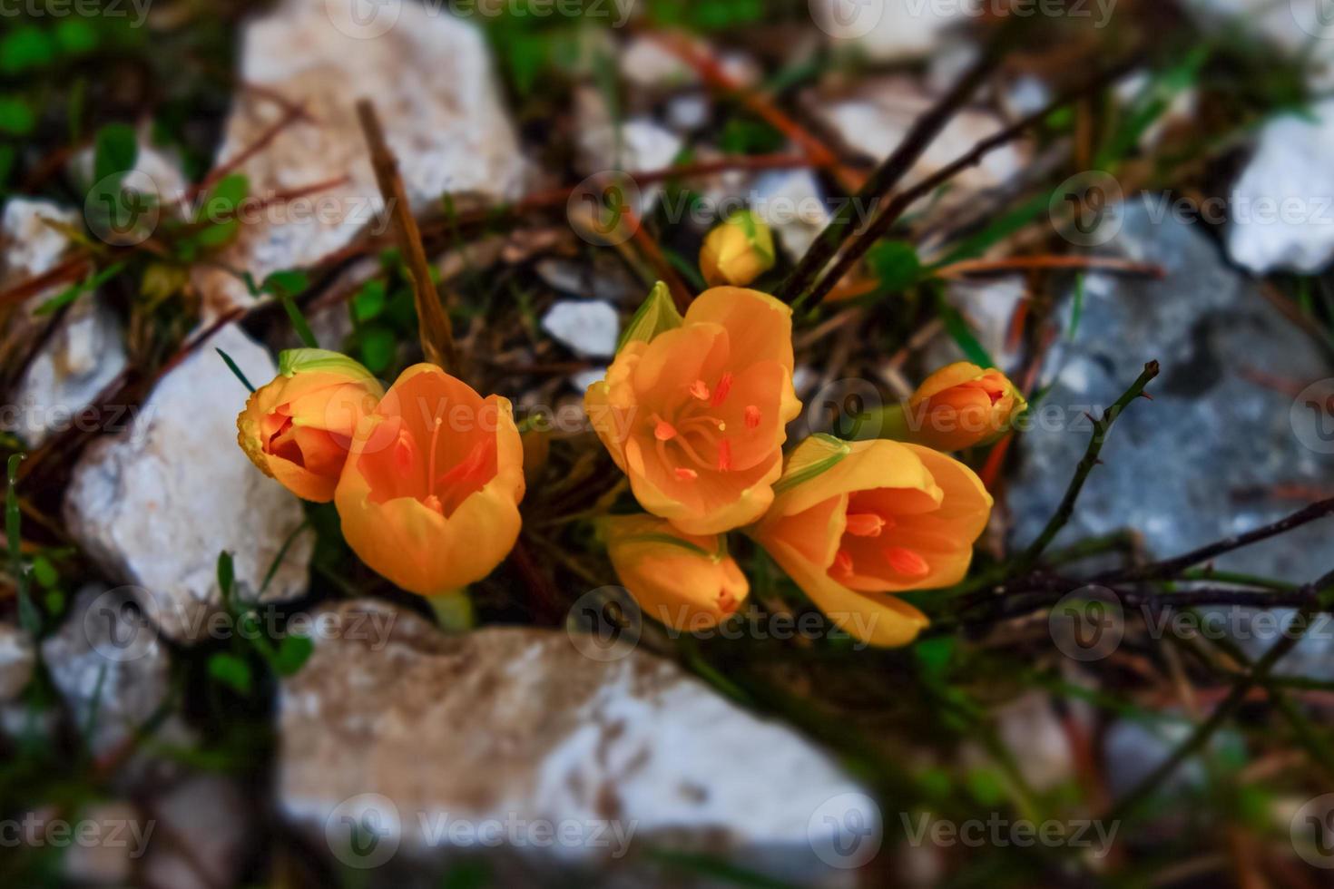 Yellow crocuses flowers grow among the stones. Yellow saffron photo