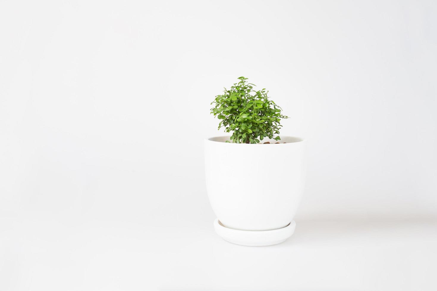 Miniature plants on white background. Small tree in white pot, Garden in tray. photo