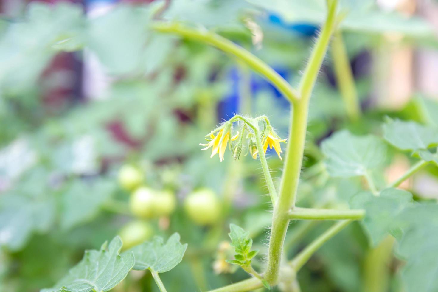 Flowers of tomato on the seedling with blurred green leaves, home gardening concepts photo