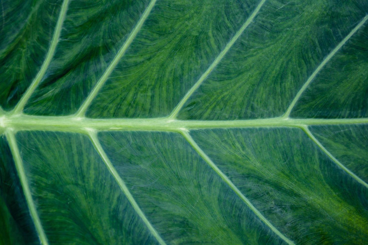 Green Taro leaf, Abstract green leaves for nature wallpaper background concepts photo