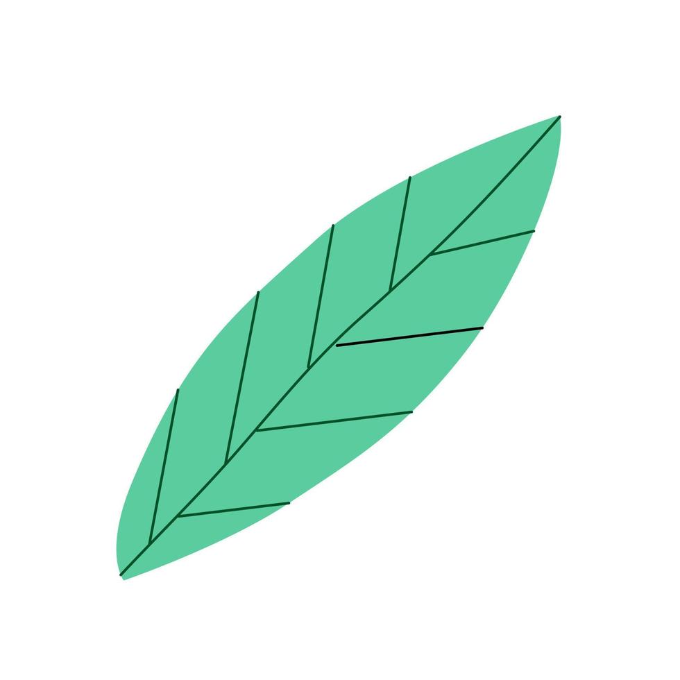 hoja verde de una planta sobre un fondo blanco. vector