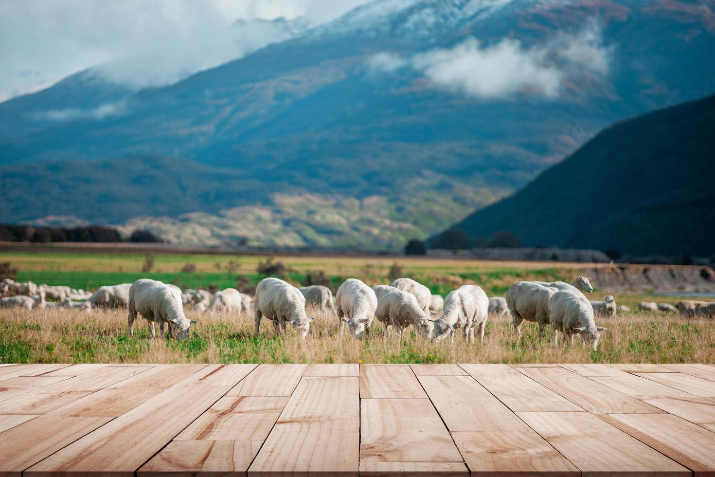 ovejas blancas en la granja con madera de visualización en perspectiva foto
