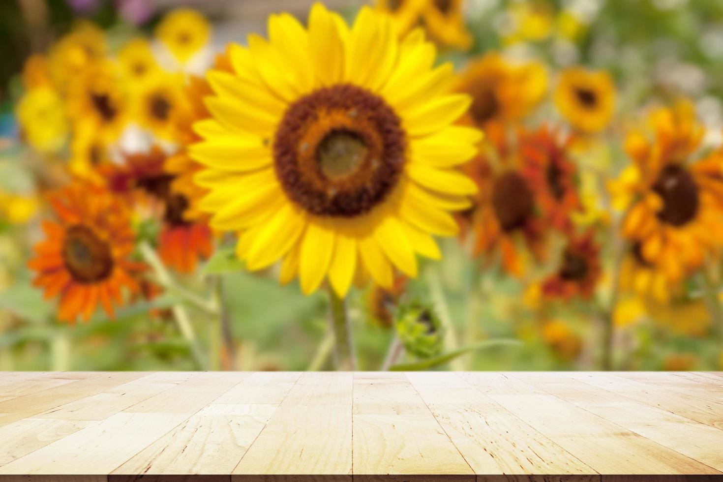 Wood Display on Sunflower field photo