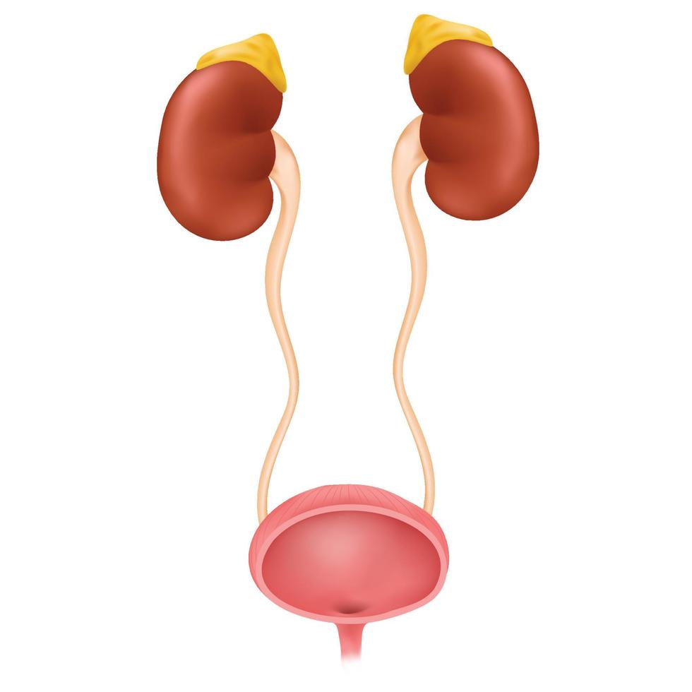 Anatomy of the Urinary System vector