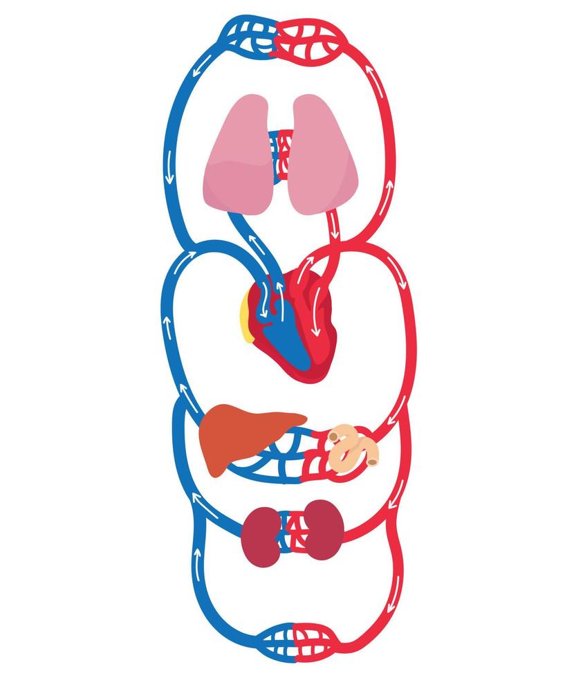 The human circulatory system. vector