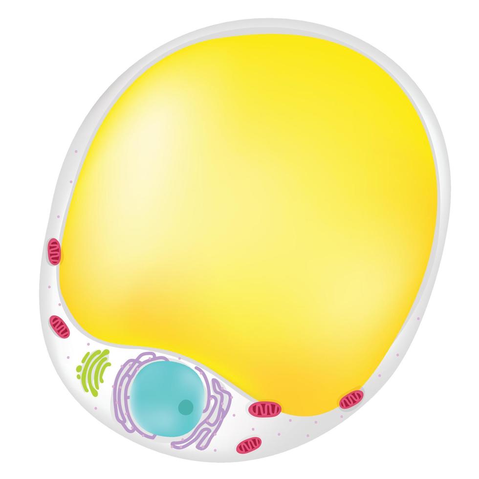 Adipocytes are fascinating cells. vector