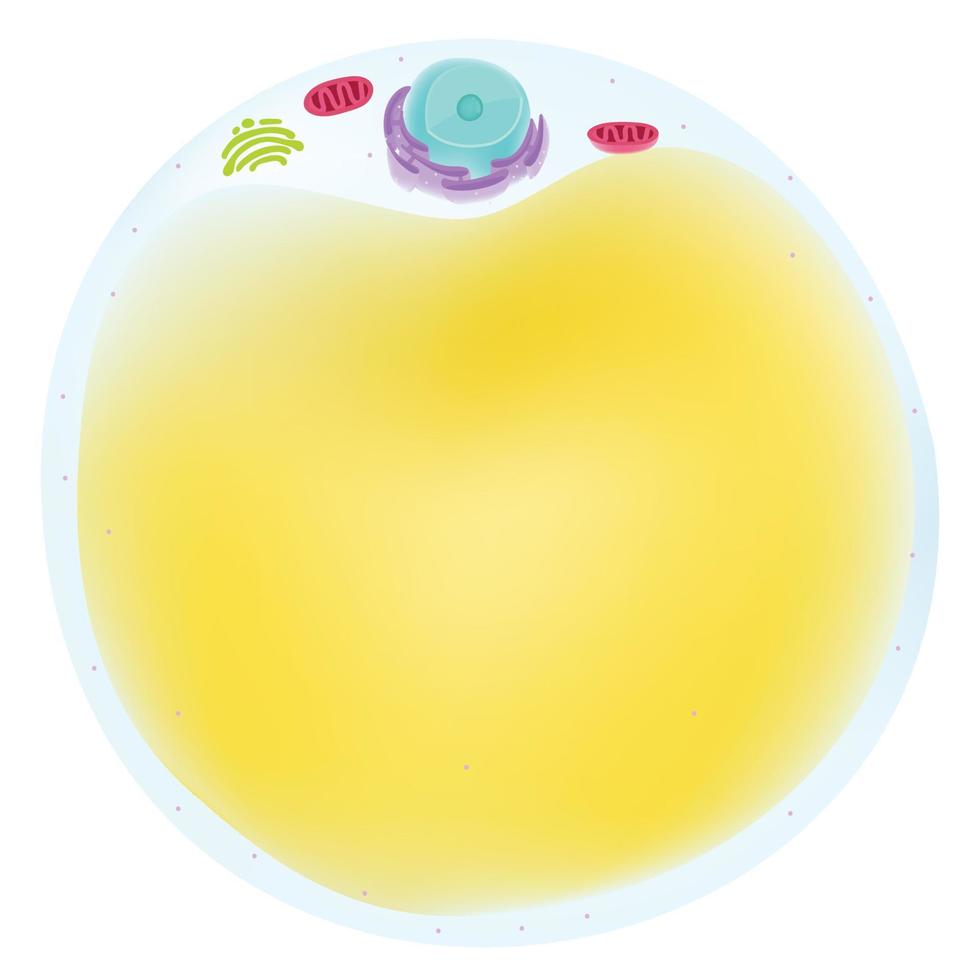 Anatomy of fat cell. vector