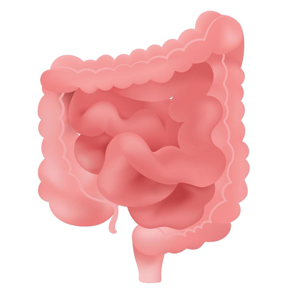 The small intestine and large intestine. vector