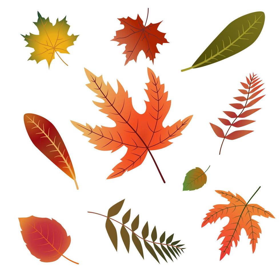 Set of leaves. vector