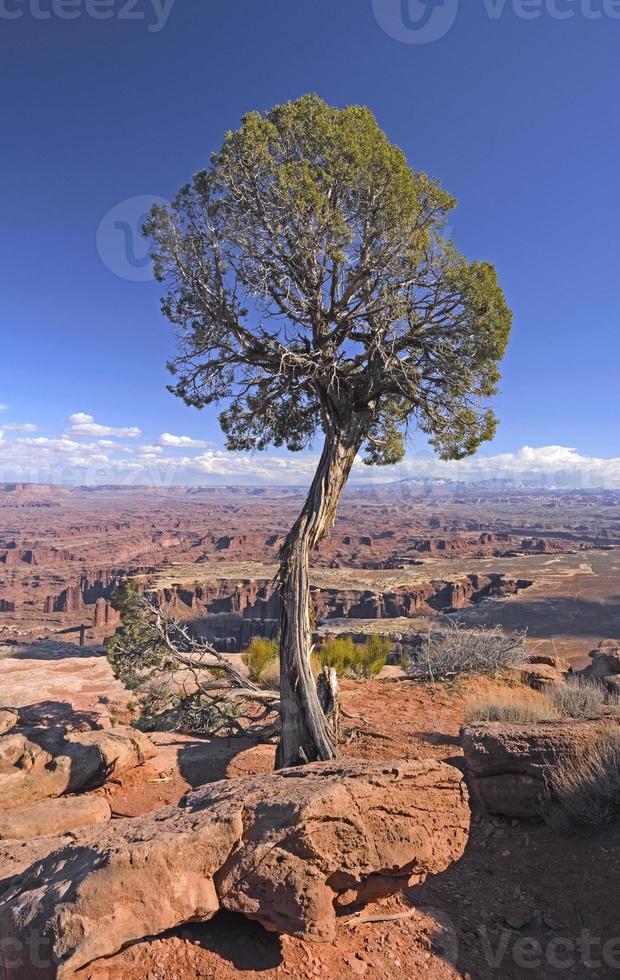 Lone Tree on a Canyon Rim photo