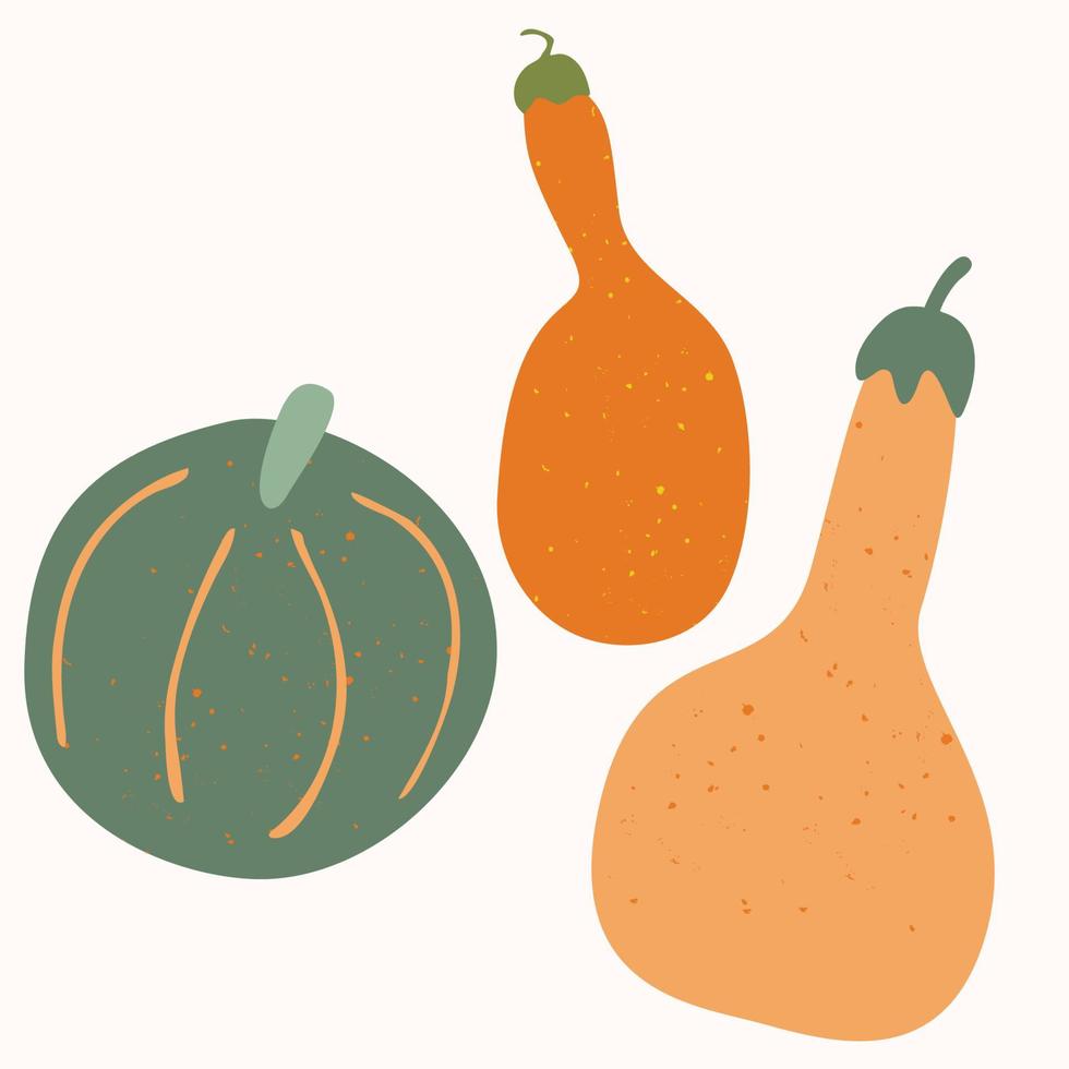 la calabaza es una ilustración vectorial vegetal natural dibujada a mano aislada en un fondo blanco. vector