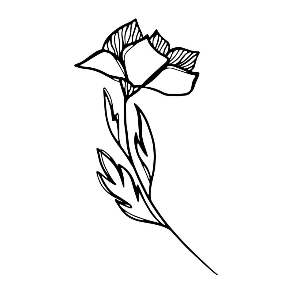 delicado boceto en blanco y negro de una flor de primavera. ilustración vectorial en estilo dibujado a mano. vector