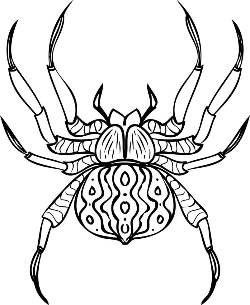 Spider realistic black and white line vector illustrations. Hand drawing style.
