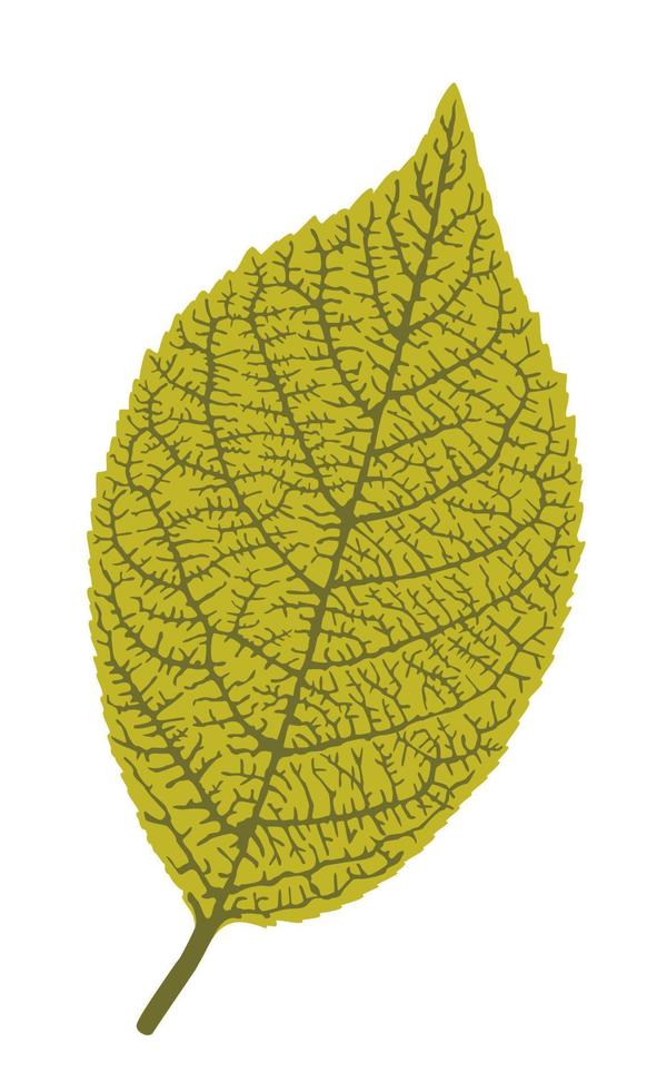 Green leaf isolated detailed vector illustration.