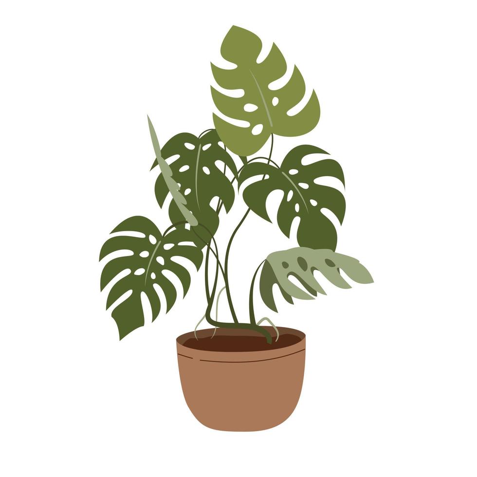 monstera en una maceta aislada en blanco. planta tropical para la decoración de interiores de casa u oficina. ilustración vectorial en estilo plano. vector