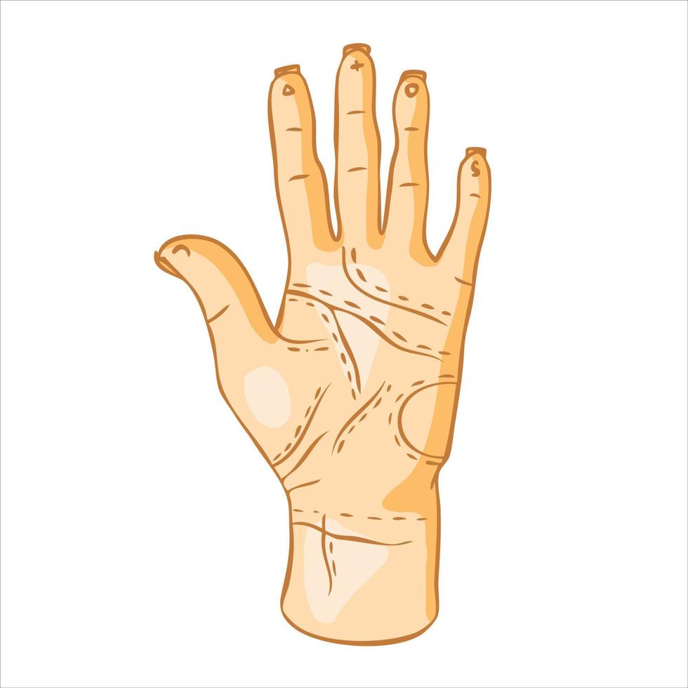 Human hand with lines on the palm on a white background. The concept of divination by hand, palmistry. Vector illustration.