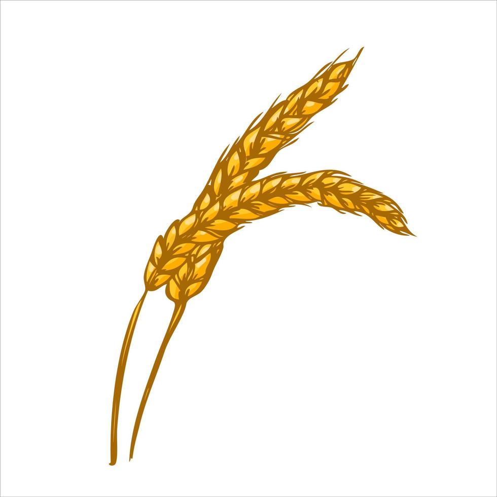 Yellow ripe ears of wheat. Harvested concept. Vector illustration.